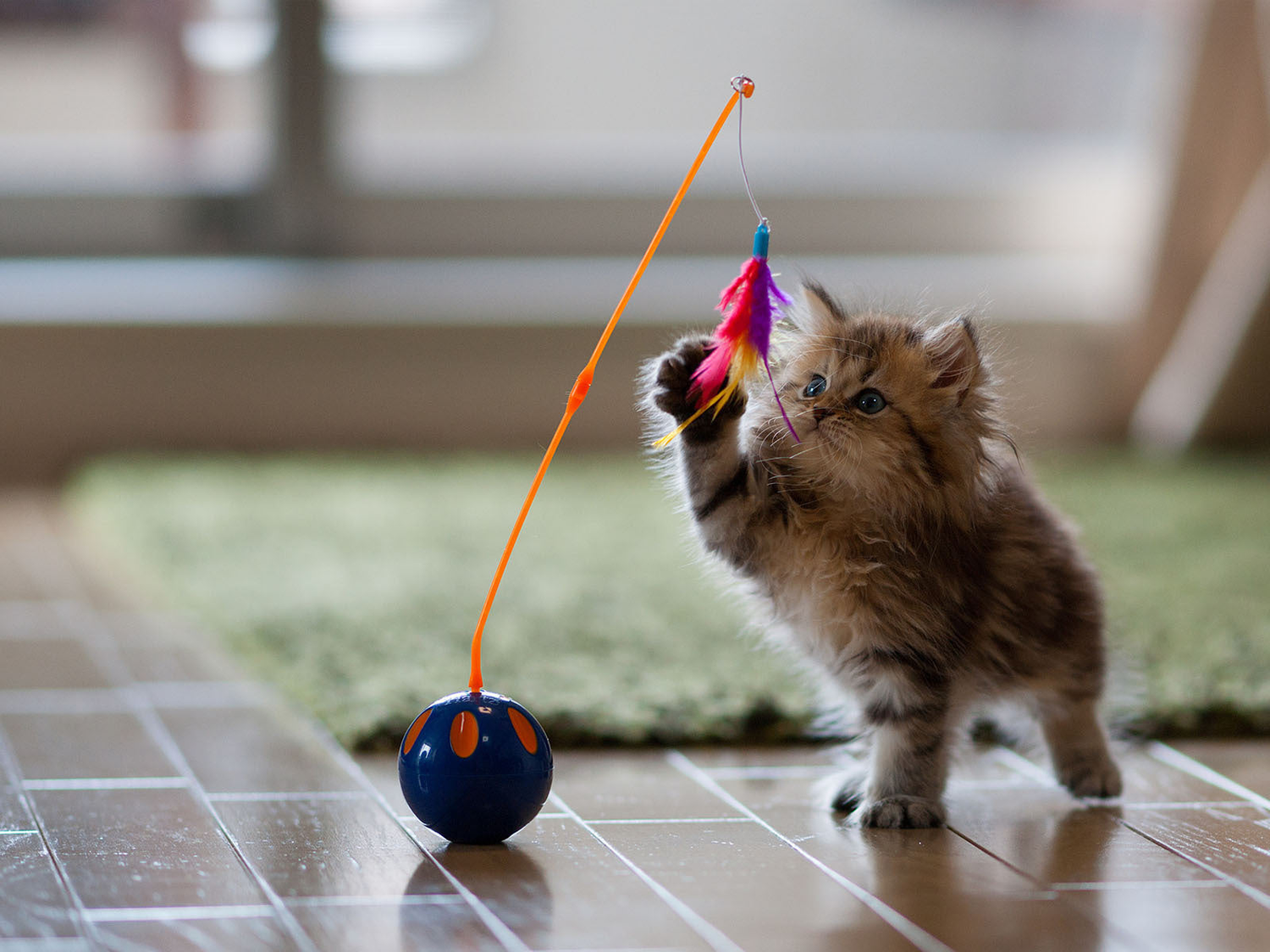 Cats